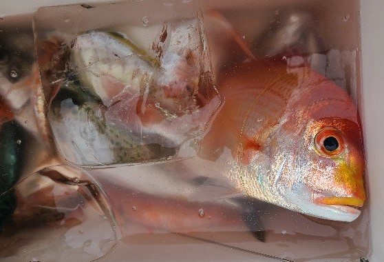 ★午前★カイワリ五目釣りプラン