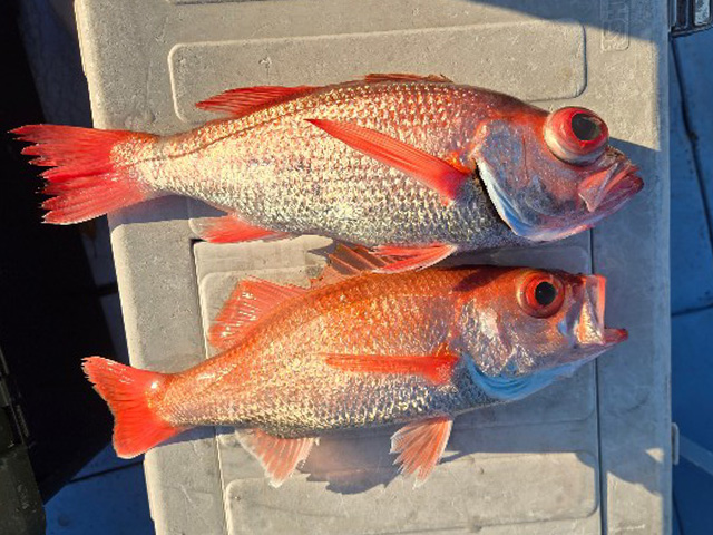 ☆午後☆アカムツ釣りプラン