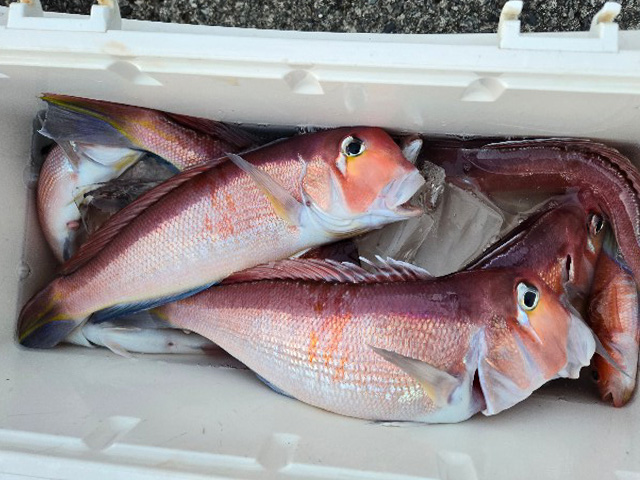 ☆午後☆アマダイ五目釣りプラン