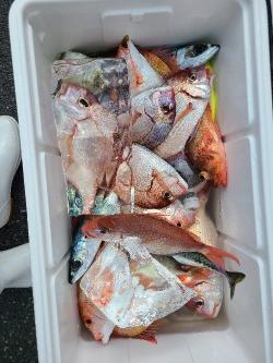 ☆午後☆マダイ釣りプラン