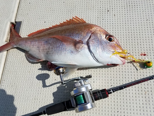 マダイ釣りプラン★タイラバ・鯛カブラ・ひとつテンヤOK!★船長おすすめ★