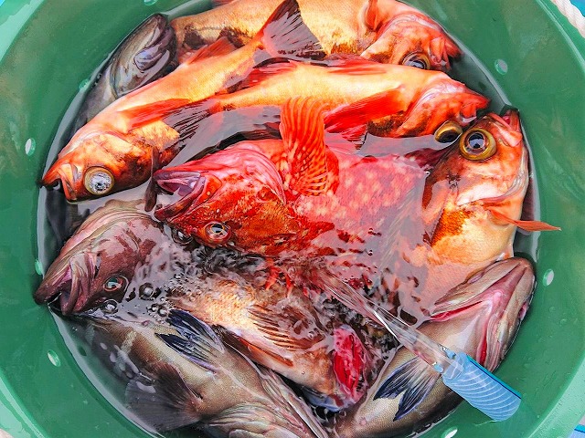○午前○浅場根魚五目釣りプラン