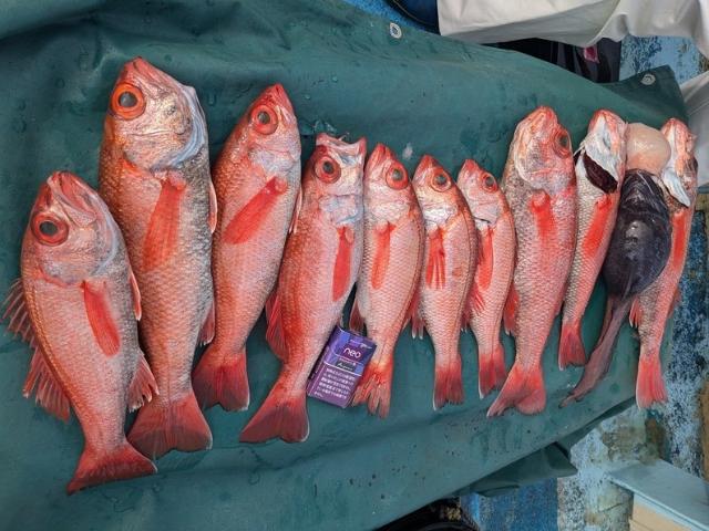アカムツ五目釣りプラン