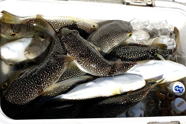 ショウサイフグ釣りプラン
