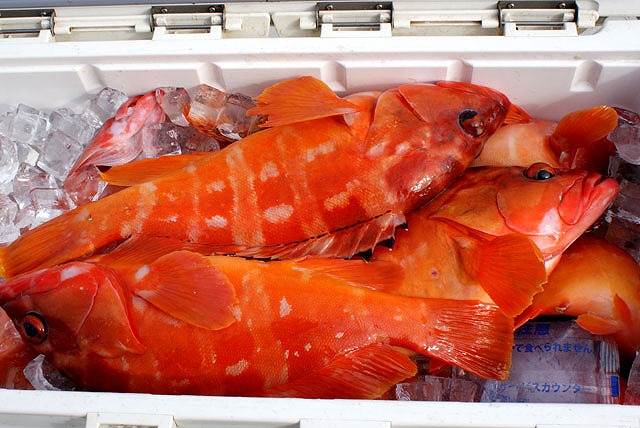 ジギングでロックフィッシュ(根魚)釣りプラン