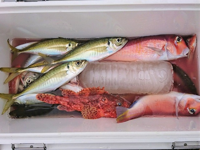 アマダイ五目釣りプラン