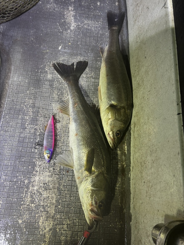 【2号挺】■夜-4時間便■選べるターゲットプラン