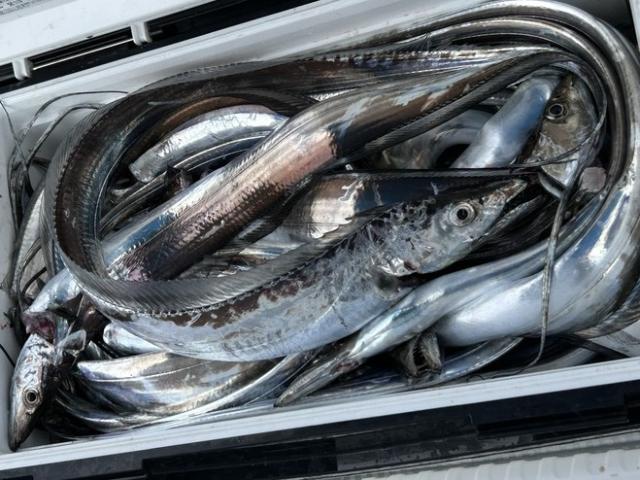 ◆午前◆タチウオ釣りプラン☆初心者の方も大歓迎♪☆