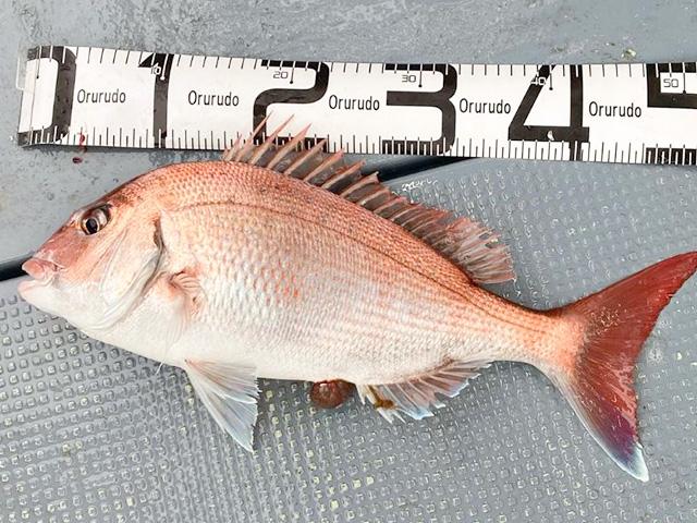 ◇午後◇マダイ釣りプラン☆初心者の方も大歓迎♪☆