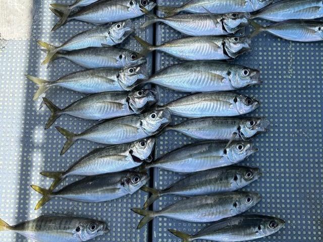 ◇午後◇アジ釣りプラン☆初心者の方も大歓迎♪☆