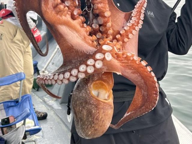 ◇午後◇マダコ・マダイリレー釣りプラン☆初心者の方も大歓迎♪☆