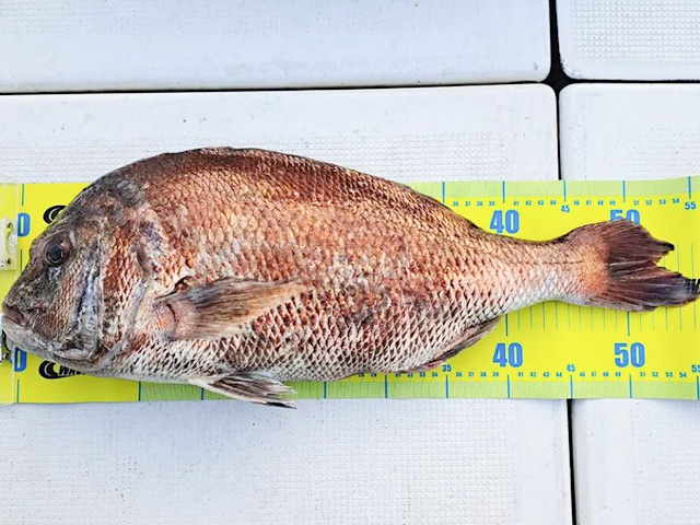 広島近海タイラバ釣りプラン