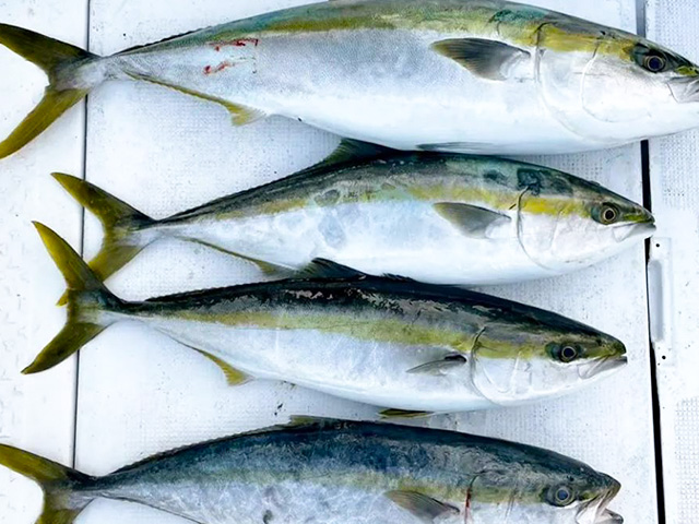 アコラバ釣りプラン☆広島で人気!