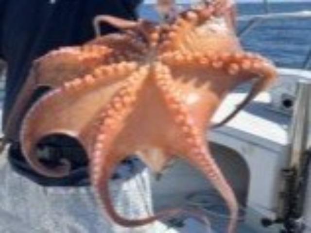 ★シーズン到来★マダコ釣りプラン