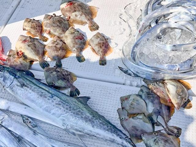 ˡۤ˾ΥåȤʤǤ⡪ץϥޥĹˤ̤