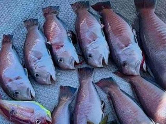 ��ʿ���ۥ��ޥ���������㡼�����ץ��