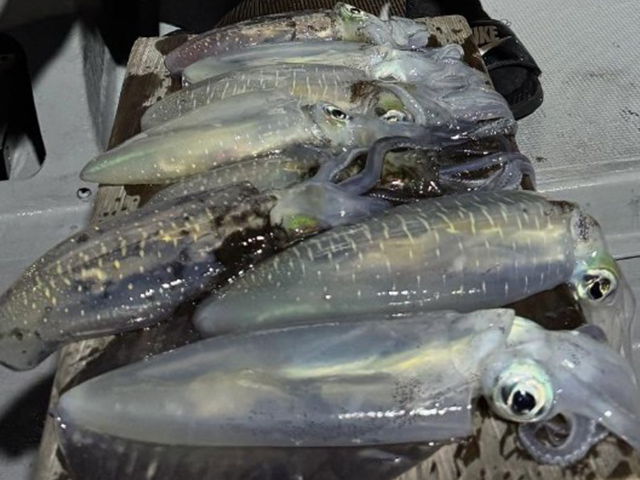 ★今が旬★<半夜>ティップランで狙うアオリイカ釣りプラン