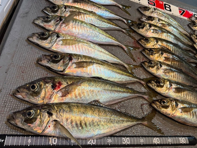 ��ʥ��ȡ��40cm�����С����Х�����������������ץ��