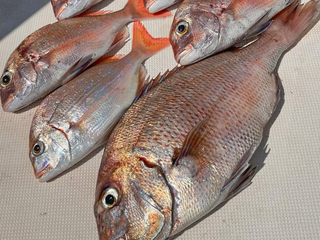 ���������ʪ���ץ��