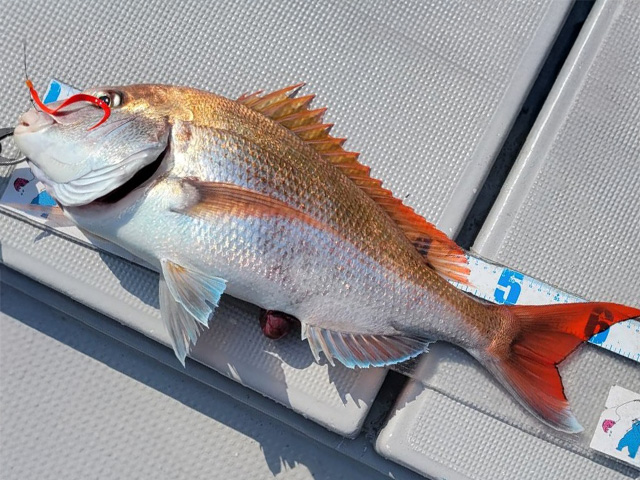 ������С��ץ��