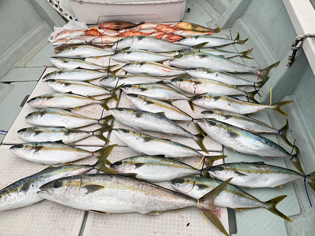 ☆日中☆落とし込み釣りプラン
