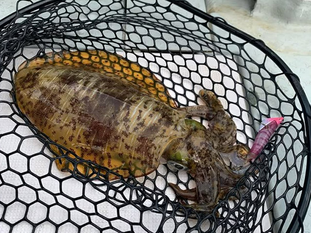 ☆日中☆ティップランで狙うアオリイカ釣りプラン