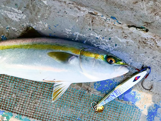 �������آ������󥰡ʥ᥸�����֥ꡦ����������&�����������ץ���Υޥ���OK����