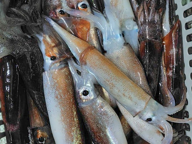 夜 青物釣りプラン