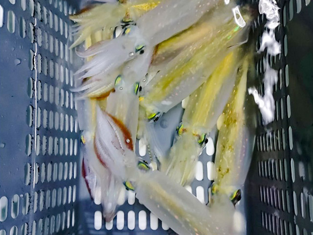  ���������ƥ��åץ��������������ꥤ�����ץ��