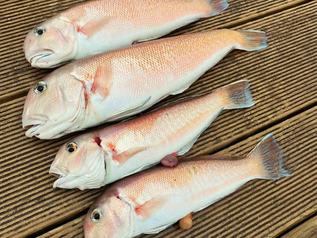 FISHING FOOLۥޥ