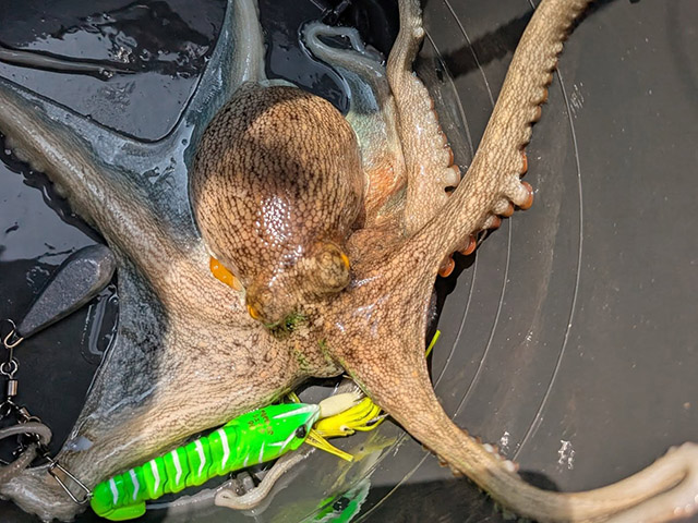 ¡Ú¥´¡¼¥´¡¼¥¬¥¤¥É¥µ¡¼¥Ó¥¹¡Û¥Þ¥À¥³