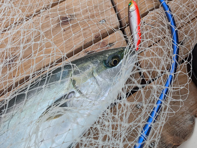 ¡Ú¥´¡¼¥´¡¼¥¬¥¤¥É¥µ¡¼¥Ó¥¹¡ÛÀÄʪ