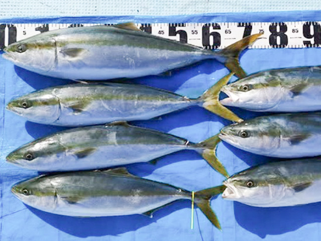 【第一寿丸】釣果例