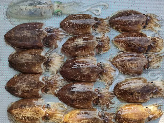 【第一寿丸】釣果例