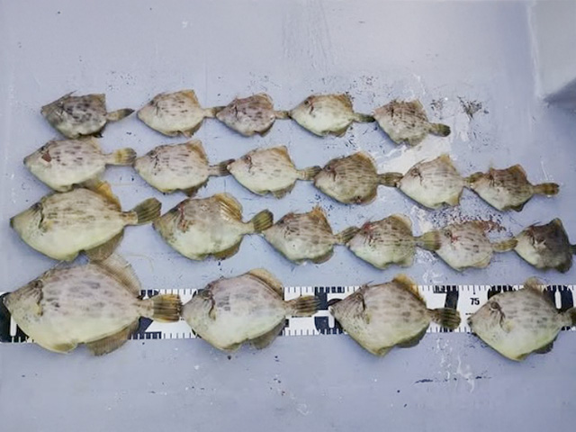 【第一寿丸】釣果例