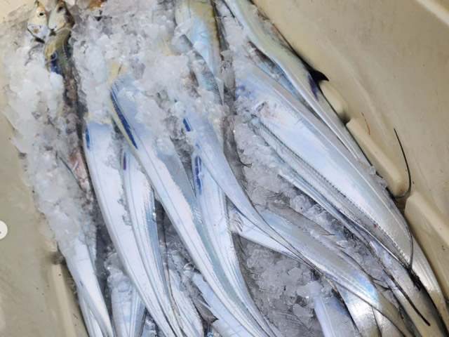 【ALMARE】釣果例