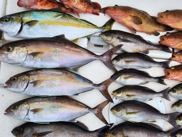 【ALMARE】釣果例