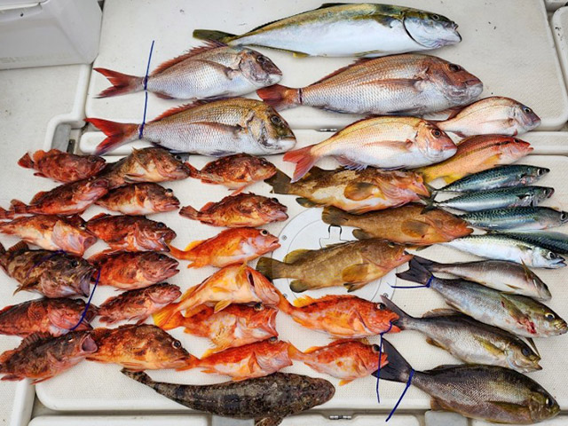 【ALMARE】釣果例