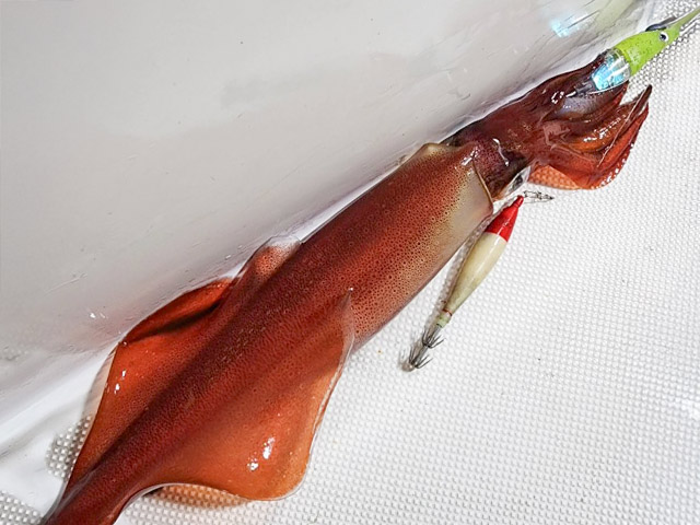 【ALMARE】釣果例