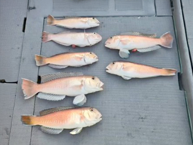 �ڤ�����դ����ե��å��󥰡ۥ������ޥ������