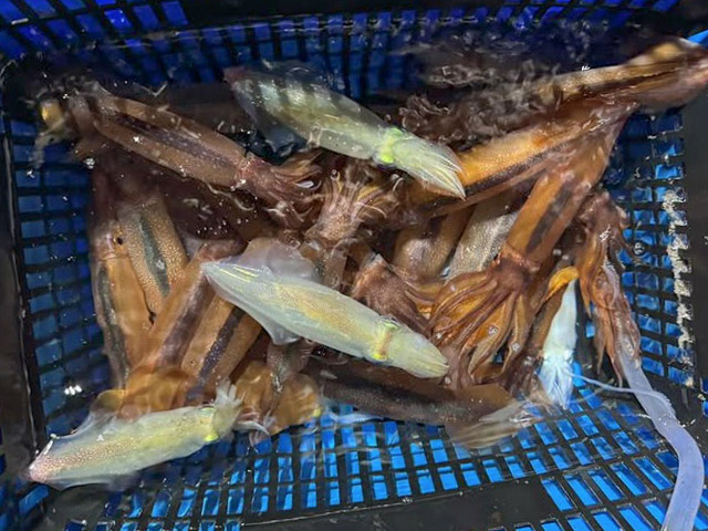 �ڤ����椦�ݡۥ����������