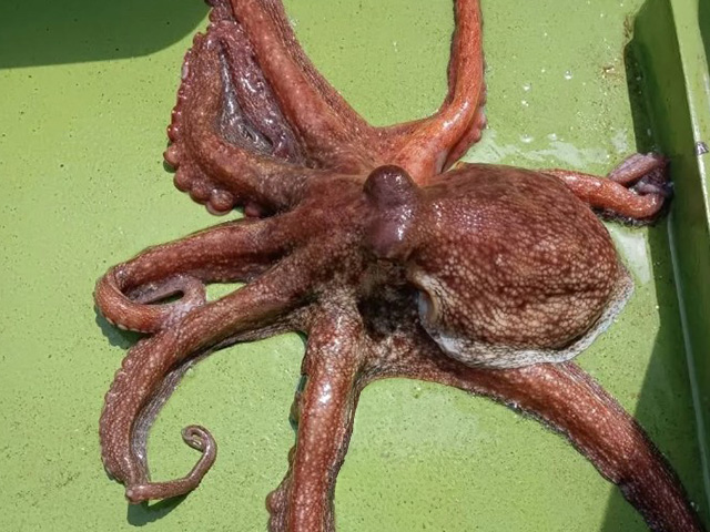 �ڳ����ݡ�