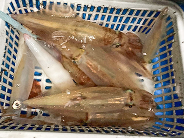 ��SEASON�ۥ����᥿�����