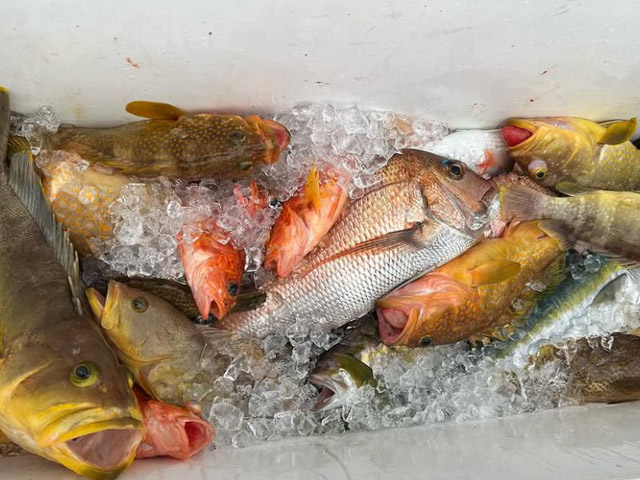 ��SEASON�������