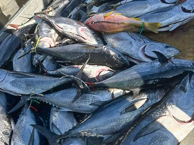 ��SEASON�������