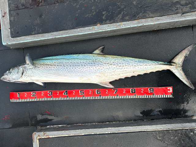 ��SEASON�������