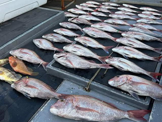 ��SEASON�������