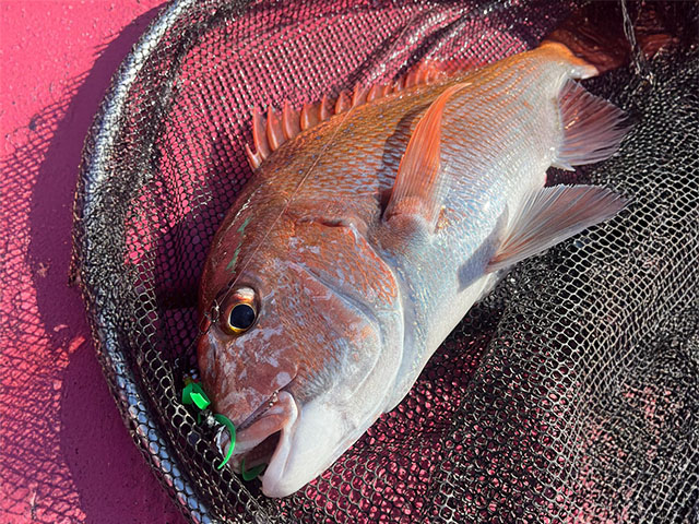 ��HUSTLA�ۥޥ��������