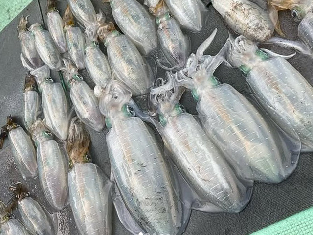 ���ȻҴ�-�𸶵���-�ۥ����ꥤ�����