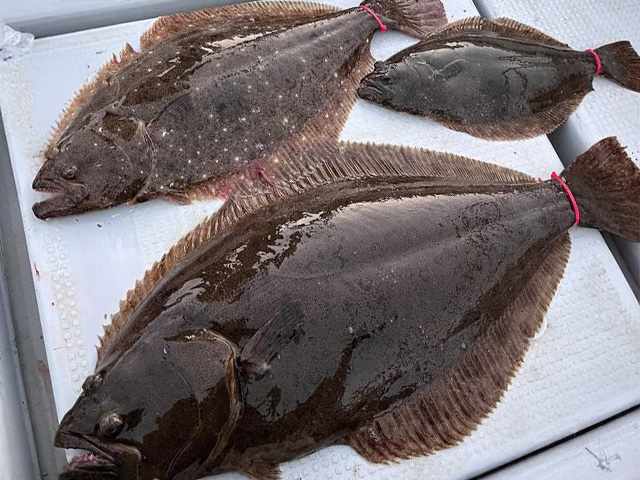 【妙見丸】泳がせ釣りの釣果